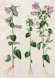 Image result for Campanula trachelium