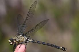 Attēlu rezultāti vaicājumam “Cordulidae”