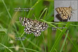 Attēlu rezultāti vaicājumam “Chiasmia clathrata”