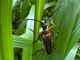 Attēlu rezultāti vaicājumam “Stenocorus meridianus”