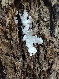 Attēlu rezultāti vaicājumam “Xylobolus frustulatus”