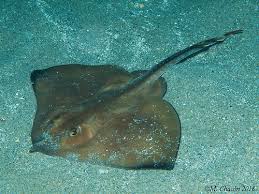 Image result for Rostroraja eglanteria