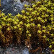 Attēlu rezultāti vaicājumam “Syntrichia ruralis var. ruraliformis”