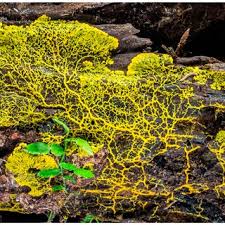 Attēlu rezultāti vaicājumam “Lycogala confusum young”