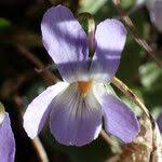 Attēlu rezultāti vaicājumam “Viola collina flower”