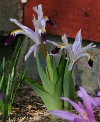 Attēlu rezultāti vaicājumam “Iris rosenbachiana flower”