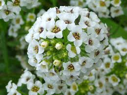 Attēlu rezultāti vaicājumam “Lobularia maritima”