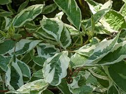 Attēlu rezultāti vaicājumam “Cornus alba”