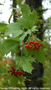 Attēlu rezultāti vaicājumam “Viburnum opulus”