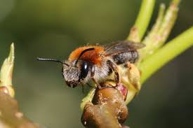 Attēlu rezultāti vaicājumam “Andrena haemorrhoa”