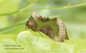 Attēlu rezultāti vaicājumam “Diachrysia tutti”