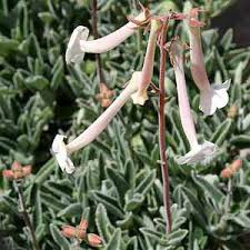 Image result for Sinningia