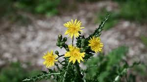Attēlu rezultāti vaicājumam “Tragopogon heterospermus leaf”