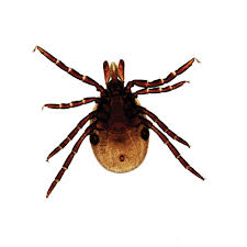 Attēlu rezultāti vaicājumam “Ixodes female”
