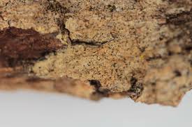 Attēlu rezultāti vaicājumam “Arthonia byssacea”