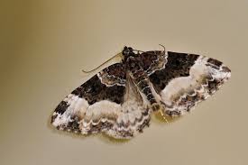 Attēlu rezultāti vaicājumam “Euphyia unangulata”