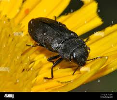 Attēlu rezultāti vaicājumam “Anthaxia quadripunctata”