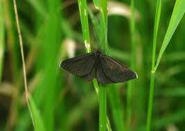 Attēlu rezultāti vaicājumam “Odezia atrata”