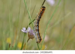 Attēlu rezultāti vaicājumam “Malacosoma castrensis larva”