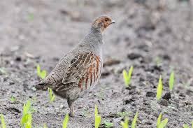 Attēlu rezultāti vaicājumam “Perdix perdix”