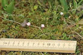 Attēlu rezultāti vaicājumam “Oxycoccus microcarpus leaf”