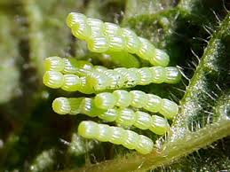 Attēlu rezultāti vaicājumam “Araschnia levana underside”