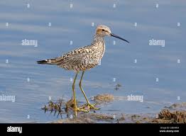Image result for Calidris himantopus