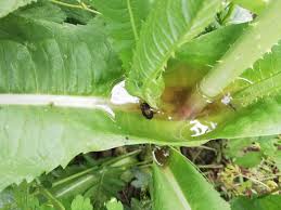 Attēlu rezultāti vaicājumam “Dipsacus fullonum fruit”