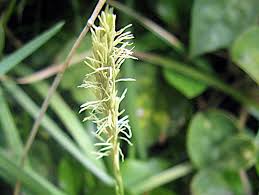 Attēlu rezultāti vaicājumam “Carex caryophyllea flower”