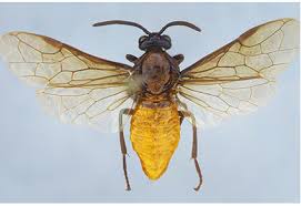 Attēlu rezultāti vaicājumam “Argidae”