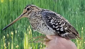 Image result for Gallinago media