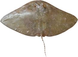 Image result for Gymnura micrura