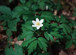 Attēlu rezultāti vaicājumam “Anemone sylvestris leaf”