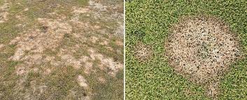 Attēlu rezultāti vaicājumam “Dianema nivale spores”