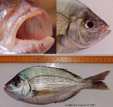 Image result for Spondyliosoma cantharus