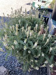 Attēlu rezultāti vaicājumam “Astragalus arenarius leaf”