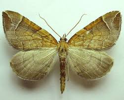 Attēlu rezultāti vaicājumam “Eulithis testata”