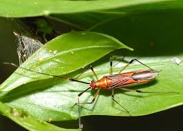 Attēlu rezultāti vaicājumam “Miridae”