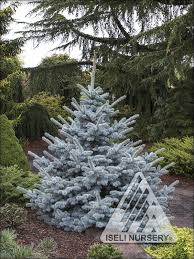 Attēlu rezultāti vaicājumam “Picea”