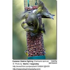 Attēlu rezultāti vaicājumam “Carduelis spinus”