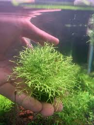 Attēlu rezultāti vaicājumam “Riccia”