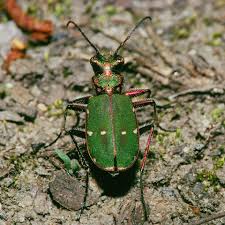 Attēlu rezultāti vaicājumam “Cicindela campestris”