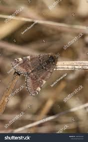 Attēlu rezultāti vaicājumam “Archiearis parthenias”