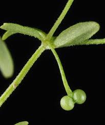 Attēlu rezultāti vaicājumam “Galium trifidum”