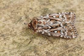 Attēlu rezultāti vaicājumam “Lycophotia porphyrea”