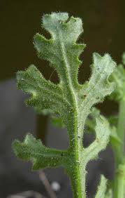 Attēlu rezultāti vaicājumam “Senecio viscosus leaf”