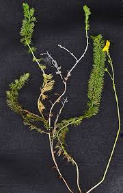 Attēlu rezultāti vaicājumam “Utricularia intermedia leaf”