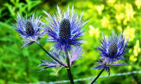 Image result for Blaudistel