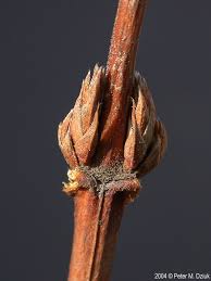 Attēlu rezultāti vaicājumam “Lonicera xylosteum bud”