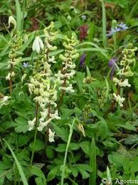 Attēlu rezultāti vaicājumam “Corydalis cava flower”